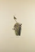 Plate 100-Marsh Wren — Taylor Clark Gallery