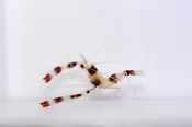 Banded Coral Shrimp (Stenopus hispidus)
