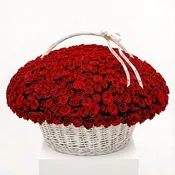 300 Red Roses