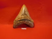4 1/2″ Megalodon Tooth / Shark Tooth / Fossil