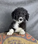Ozzy- Aussiedoodle Male — Quality Puppies USA