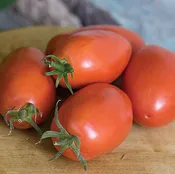 Amish Paste Tomato Plant
