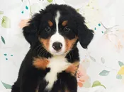 Bernese Mountain Dog – 49187