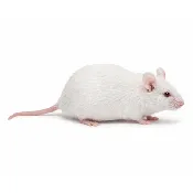 Jumbo Mice