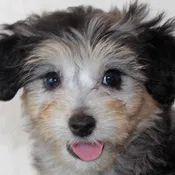 Aussie-Poo Puppy