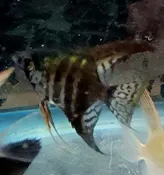 Pinoy Zebra Angelfish