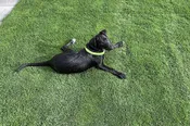 Tahoma 31™ Sod Bermudagrass