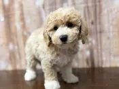 Bichapoo – 4355
