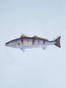 Abachar White Seabass Sticker