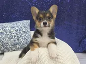 Pembroke Welsh Corgi – 13963