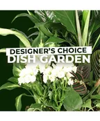DISH GARDEN SELECTION