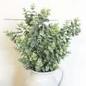 25” Eucalyptus stem