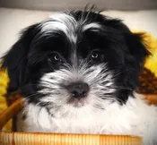 Morkie (M) 24880