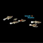 Assorted Endler's Livebearer (Poecilia wingei)