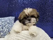 Shih Tzu – 13974