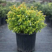 Abelia ‘Kaleidoscope’ - 3 Gallon