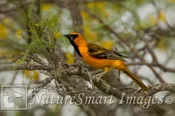 Altamira Oriole male Tekiela TEK9168