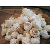 Beach Decor Cancellaria Shells (15 PC) — Candy's Cottage