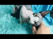 Black and White Tuxedo Sphynx Cat - Girl