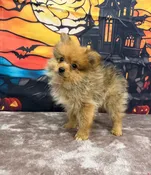 Boo