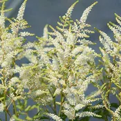 Astilbe arendsii 'Bridal Veil'