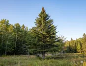 Abies Balsam Fir