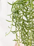 Fish Hook plant *rockaway peninsula delivery only*  — The Swellife