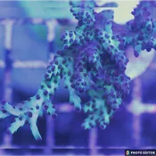 Blueberry Yum Yum