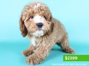 Cavapoo F1B – 15193