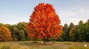 Autumn Blaze Maple