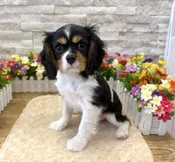 Cavalier King Charles Spaniel – 2842
