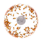 1/8" Extra Small Red Runner Nymphs
