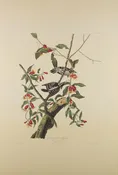 Plate 112-Downy Woodpecker — Taylor Clark Gallery