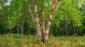 Heritage River Birch