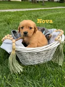 Minnie &amp; Whiskey: NOVA