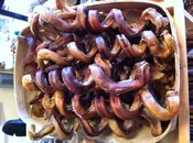 Bully Stick Coils 10-12″