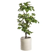 64" FIG TREE