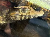 Cuvier’s Dwarf Caiman — Pets-A-Plenty