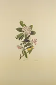 Plate 103-Canada Warbler — Taylor Clark Gallery