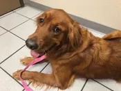 Goldens 7 mo - 4 yrs