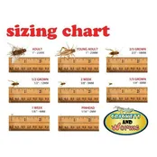 Live Crickets 500/Box