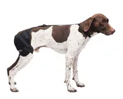 Medium Hip Pet Therapy Wrap