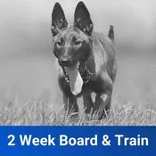 2 Week Board and Train Upgrade