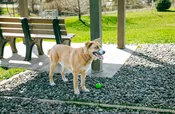Pooch Park Annual Membership - Pullman Off-Leash Dog Park — Whitman County Humane Society