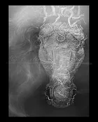 Horse 8