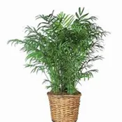 Palm Plant