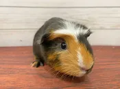Guinea Pig – 13323
