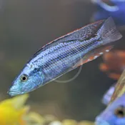 CICHLID - HAP COMPRESSICEPS / MALAWI EYEBITER Dimidiochromis compressiceps