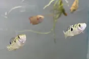 American Flagfish