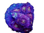 WYSIWYG Halle Berry Zoanthid